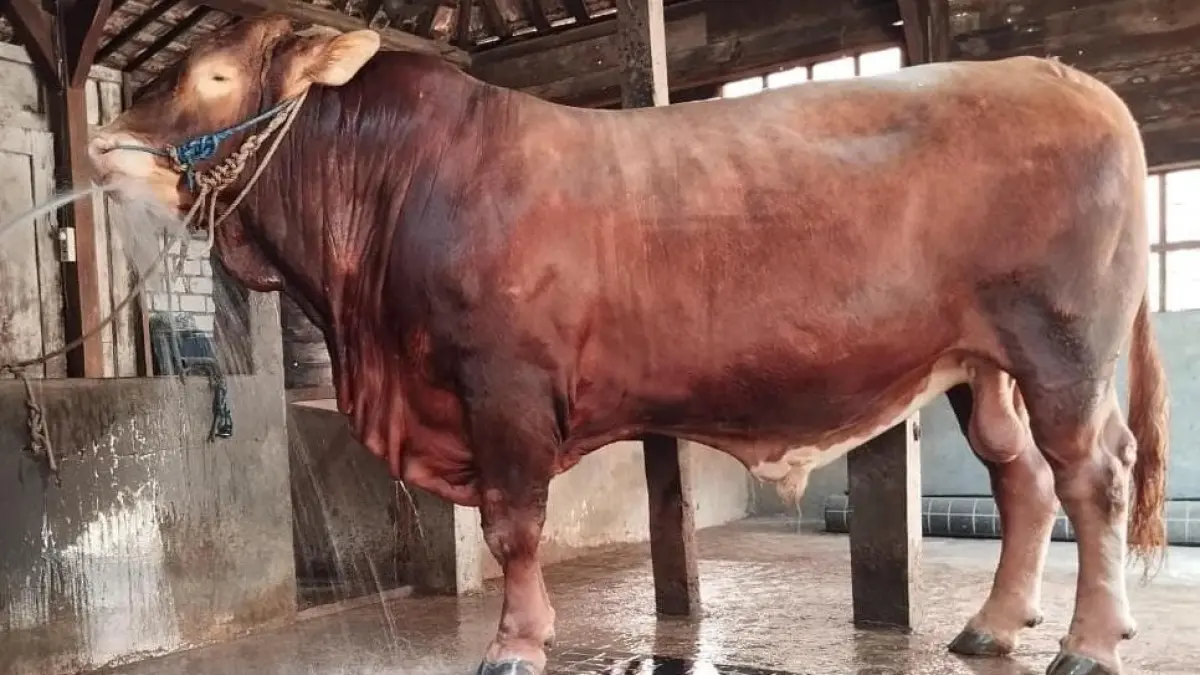 Sapi limousin seberat satu ton lebih di Desa Meteseh, Rembang. (WISNU/RADAR PATI)