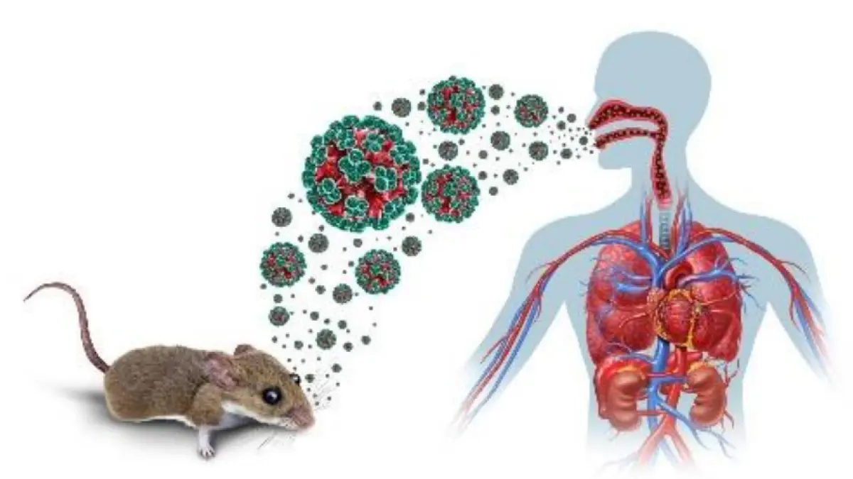 Hantavirus. (Ilustrasi)