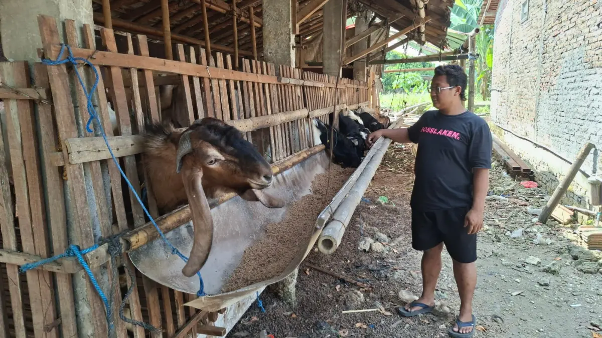 RAWAT: Peternak kambing Desa Hadiwarno, Mejobo, mengecek kondisi hewan ternak di kandang, Jumat (15/5). (ANDIKA TRISNA SAPUTRA/RADAR PATI)