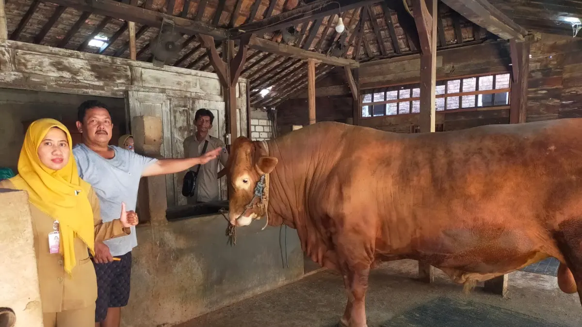 
DIPERIKSA: Tim dokter hewan dari Dintanpan Rembang saat melakukan pemeriksaan sapi limousin “Apanza” yang terpilih banmas Presiden Prabowo Subianto. (DINTANPAN UNTUK RADAR PATI)
