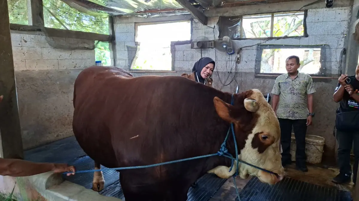 
CEK: Kepala Bidang Peternakan Dispertan Kudus, Arin Nikmah memastikan kondisi Sapi Presiden dalam kondisi sehat, Selasa (26/5). (ANDIKA TRISNA SAPUTRA/RADAR PATI)
