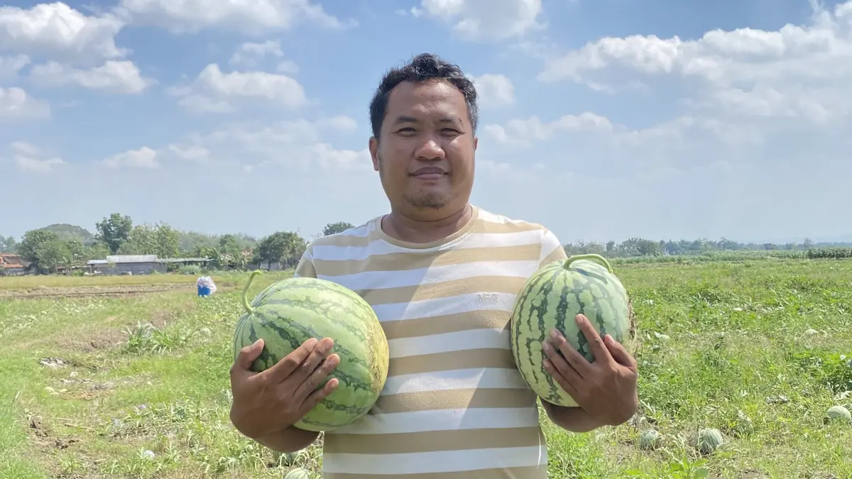 
PANEN : Potret Dian Tega Pratama membawa hasil pertanian buah semangka miliknya di Desa Palon , Kecamatan Jepon, Blora. (ARIF FAKHRIAN KHALIM/ RADAR PATI)