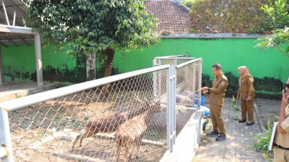 FEEDING: Bupati Kudus Sam’ani Intakoris memberikan makan rusa di taman belakang Pendapa Kabupaten Kudus. (DINAS KOMINFO UNTUK RADAR PATI)