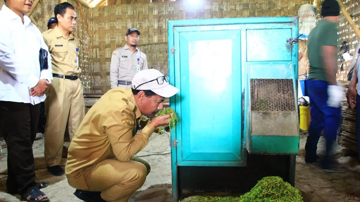 
CIUM AROMA: Bupati Rembang, Harno bersama Kepala Dintanpan Agus Iwan Haswanto saat melihat proses mesin Rajang tembakau di Kecamatan Sulang. (WISNU AJI/RADAR PATI)
