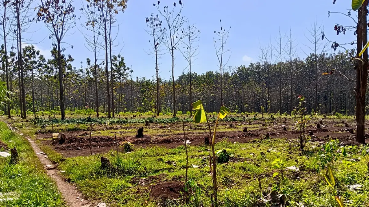 DIRUSAK: Pohon-pohon di kawasan Hutan Regaloh, Tlogowungu Pati dalam kondisi rusak karena penjarahan kayu jati, tadi siang. (ANDRE FAIDHIL FALAH/RADAR PATI)