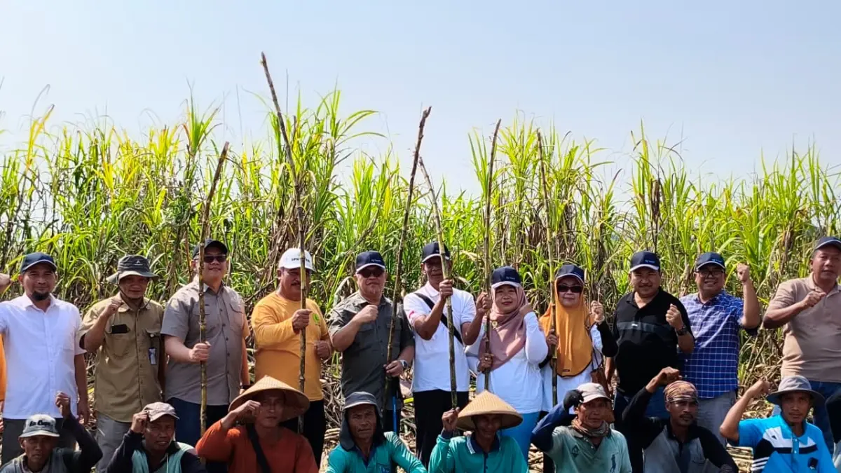 Direktur Utama PT Kebon Agung bersama pimpinan PG Trangkil dan petani tebu melakukan panen raya varietas unggul PSKA 095 di Desa Waturoyo Kecamatan Margoyoso. (ACHMAD ULIL ALBAB/RADAR KUDUS)