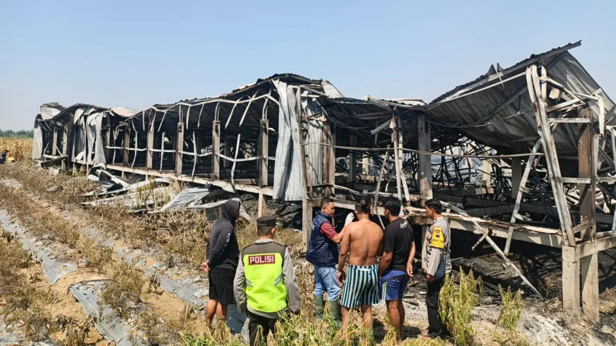 TERBAKAR: Kandang ayam di Desa Tajemsari Kecamatan Tegowanu ludes terbakar.
