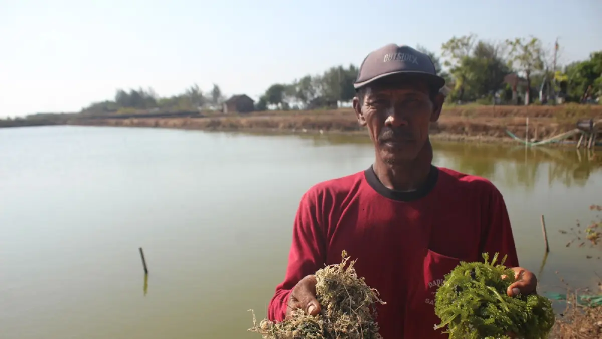 CEPAT BUSUK: Petani latoh menunjukkan kualitas bibitnya yang cepat mati dan busuk, usai air di Perairan Pantai Pailus diduga tercemar limbah tambak udang. 
(FIKRI THOHARUDIN/RADAR PATI) 