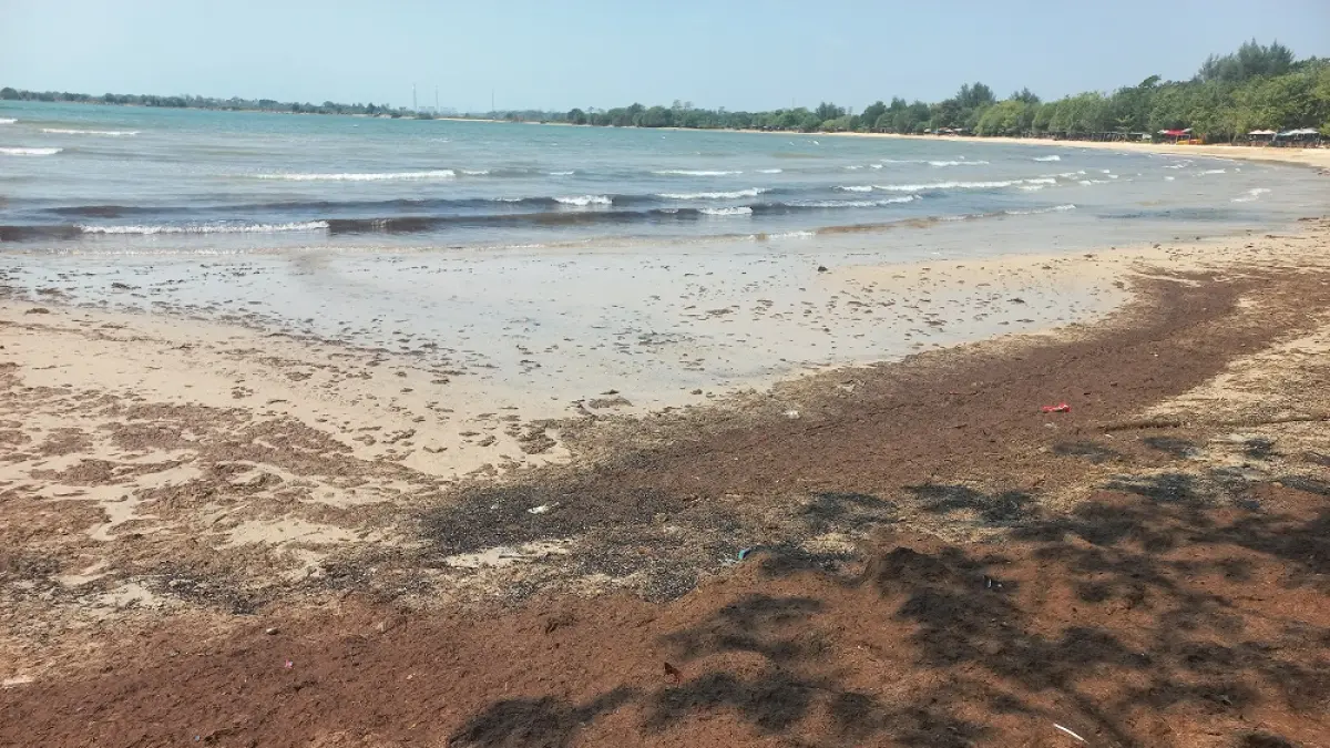 Pantai Pailus Jepara diduga terkontaminasi limbang tambak udang, kemarin. (FIKRI T/RADAR PATI) 