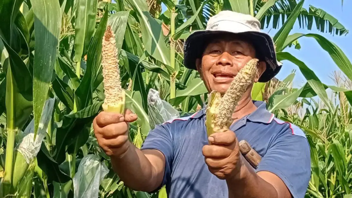 
RUGI: Petani jagung di Kecamatan Blora Kota menunjukkan bonggol jagung di sawah sudah habis dimakan tikus.&nbsp;(ARIF FAKHRIAN KHALIM/RADAR PATI)