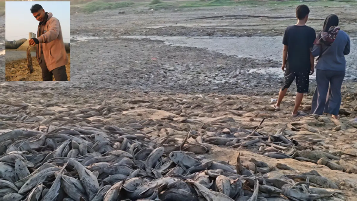 
DIPEGANG: Warga setempat menunjukkan ikan (inset) terdampar di dasar Sungai Silugonggo. (ANDRE FAIDHIL FALAH/RADAR PATI)