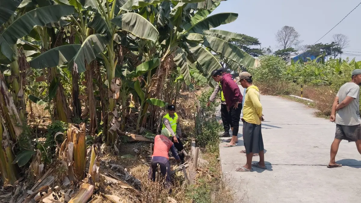 
DISELIDIKI: Polisi mengecek lokasi penemuan bayi di area perkebunan. (POLRES KUDUS UNTUK RADAR PATI)