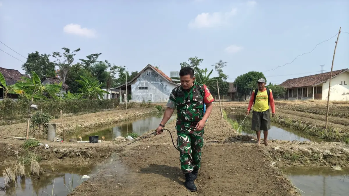 KOMSOS: Babinsa Karangsari Kecamatan Brati saat melakukan komsos di petani bawang merah.