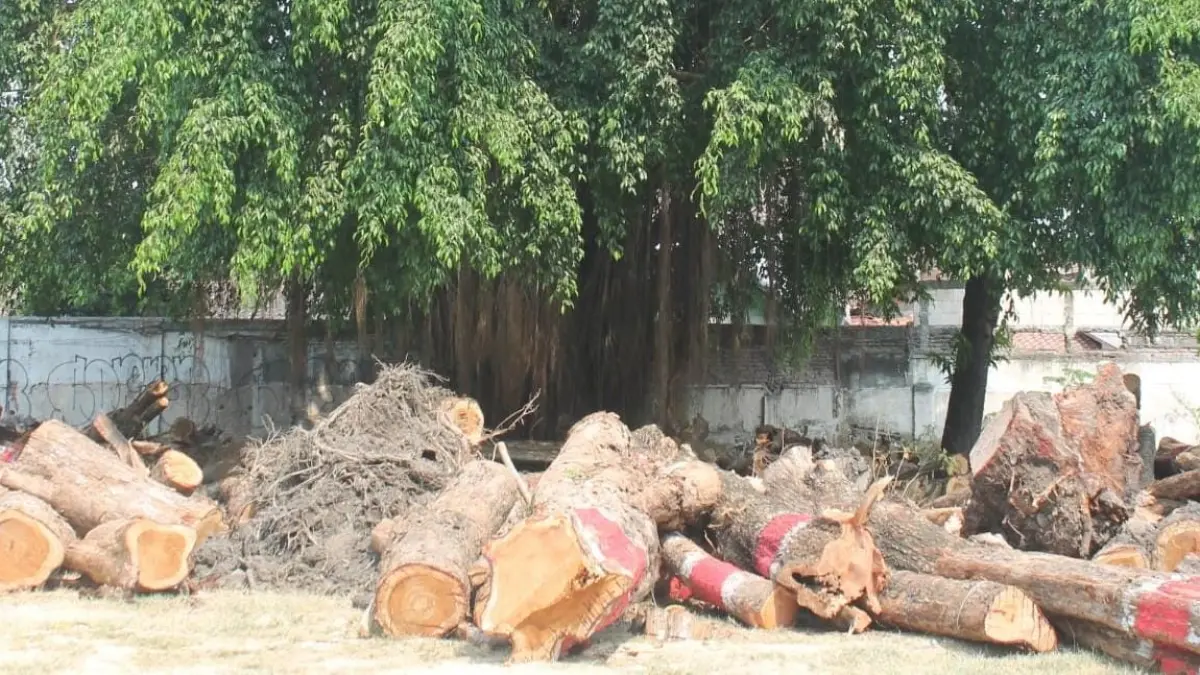 DISIMPAN: kayu tebangan ratusan pohon yang disimpan di eks Pasar Glendoh, Purwodadi, Grobogan.