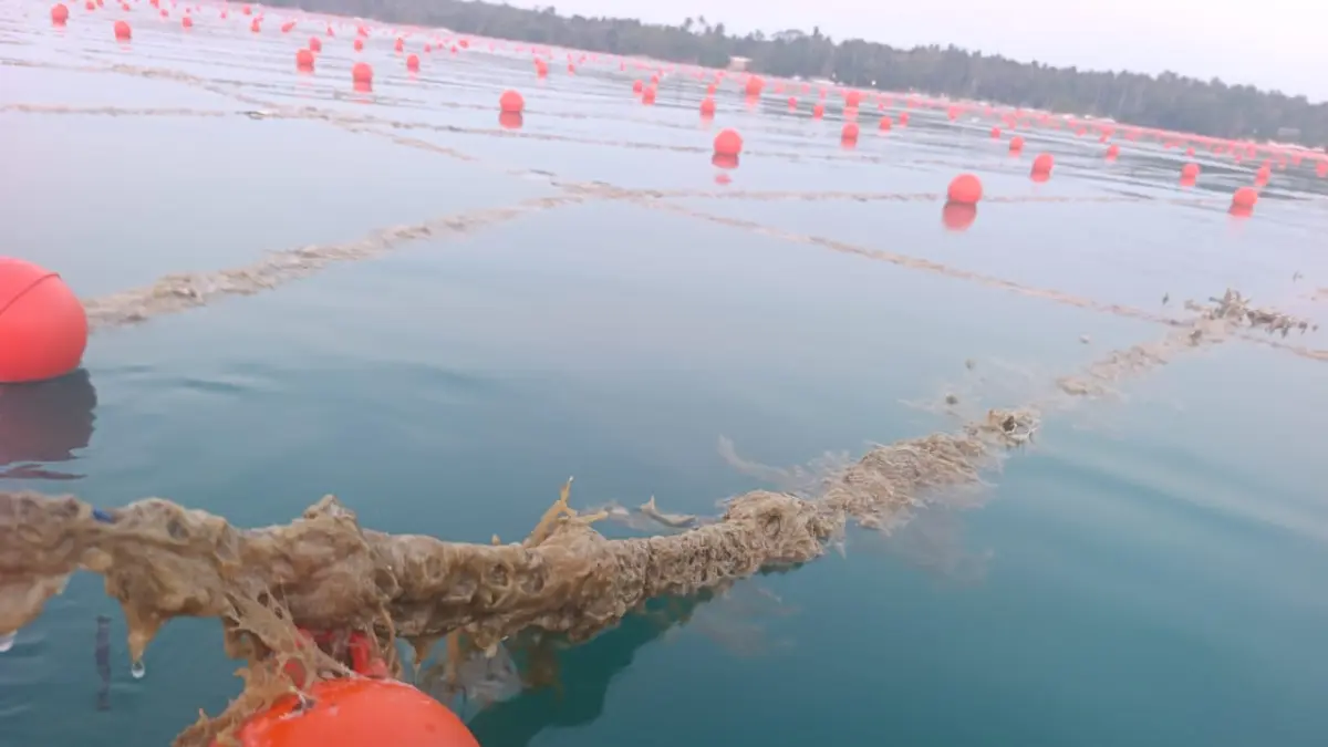 LIBAS: Pemasangan modelling rumput laut di Kemujan progam KKP oleh PT. Aquatec disebut menerabas area tanam petani rumput laut yang menanam secara mandiri. (BAMBANG ZAKARIA UNTUK RADAR PATI)
