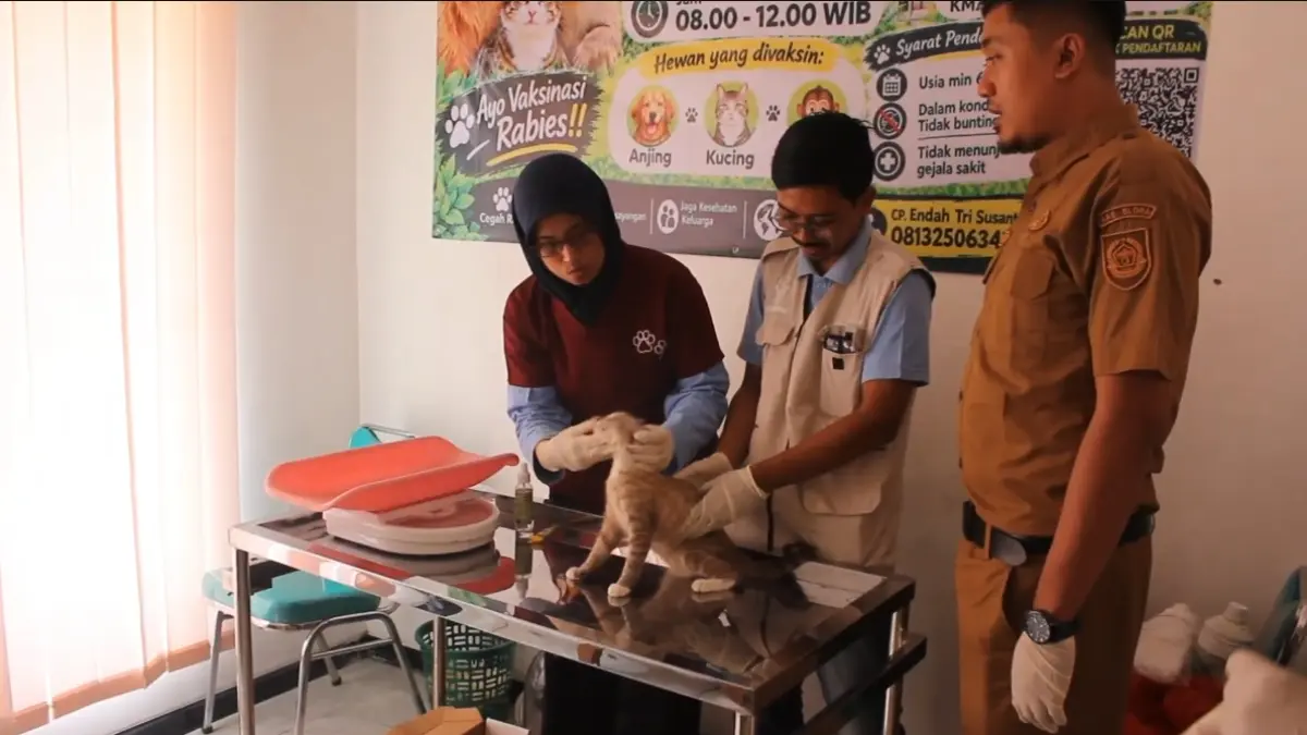 PERAWATAN: Petugas sedang memeriksa kucing yang akan diberikan vaksin rabies. (‎ARIF FAKHRIAN KHALIM/RADAR PATI)