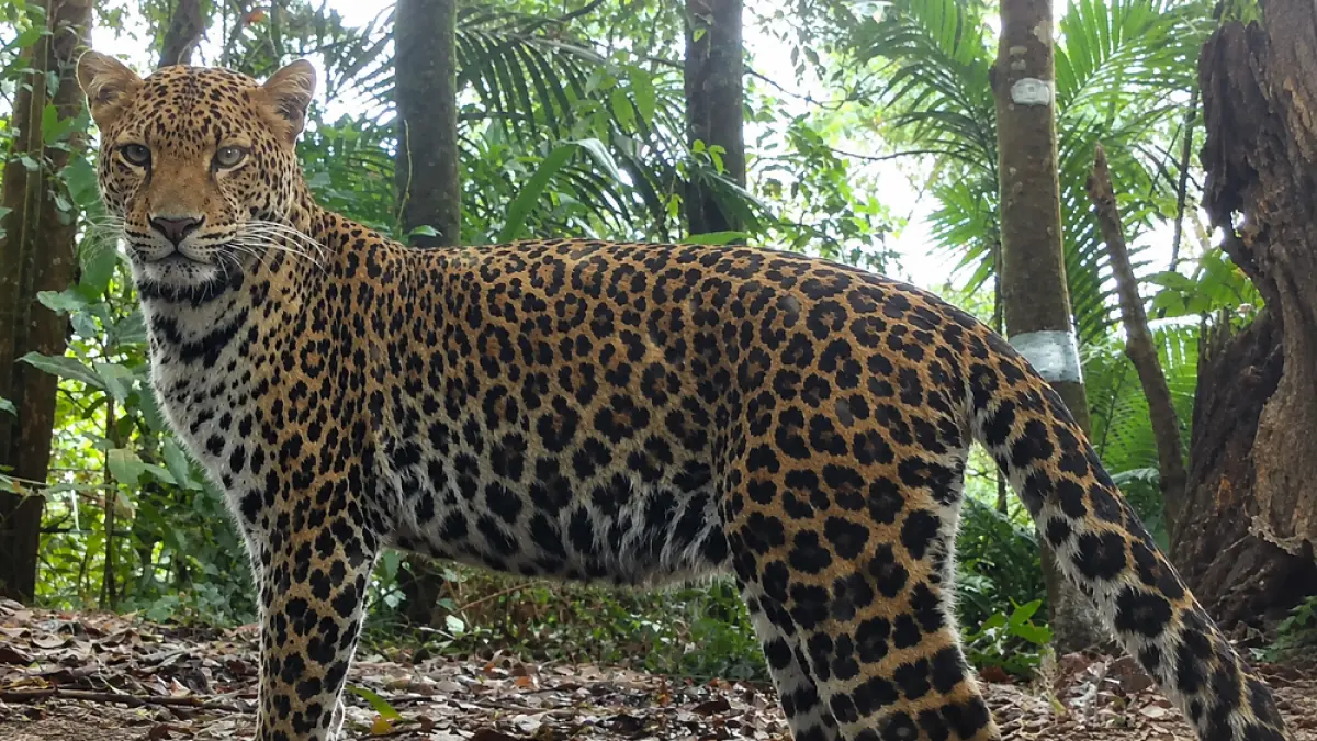 Macan tutul menyerang ternak warga Desa Tempur, Kecamatan Keling, Jepara. (DOK. Ist)