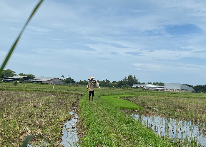 TERIK: Petani hendak pulang dari sawah di Desa Bilaporah, Kecamatan Socah, Bangkalan. (AYU LATIFAH/JPRM)