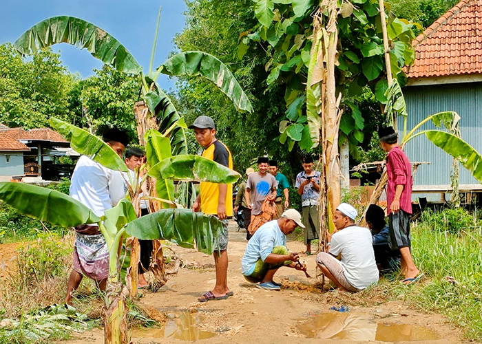 PROTES: Warga menanam pohon pisang di ruas kabupaten yang menghubungkan Desa Pesanggar dan Desa Ambender, Kecamatan Pegantenan, Pamekasan. (MOHAMMAD SUHUD UNTUK JPRM)