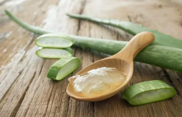 Ilustrasi aloe vera atau lidah buaya. (Sumber: pharmeasy.in)