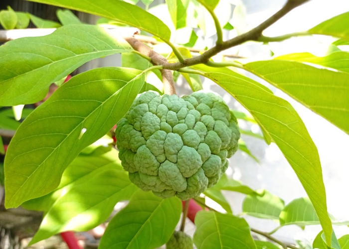 Buah Srikaya dan 10 Manfaatnya