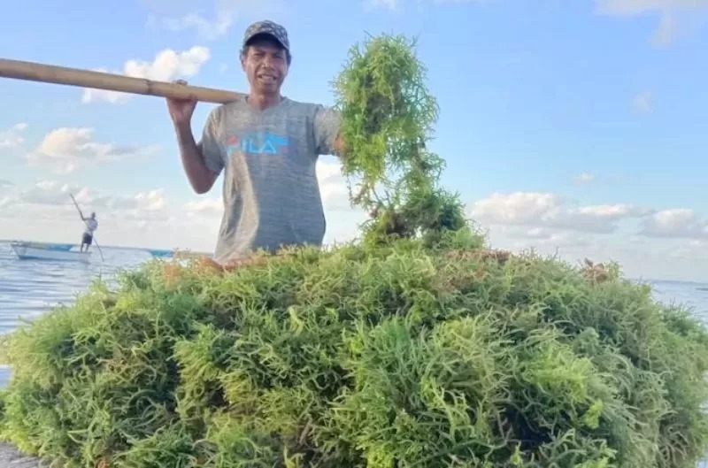 ILUSTRASI: Petani rumput laut memanen budidaya perikanan. (FOTO: DOK. JAWAPOS)