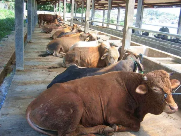 ISTIRAHAT: Pedagang sapi di Jatim sebut jika provinsi ini banyak kedatangan sapi dari daerah lain, termasuk impor dari Australia. (KOMINFO JATIM)