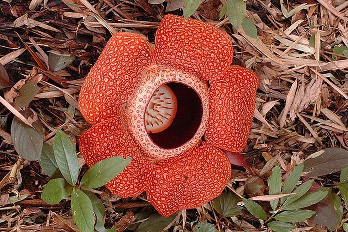 Keajaiban Rafflesia Arnoldii, Bunga Terbesar yang Menjadi Pusat ...