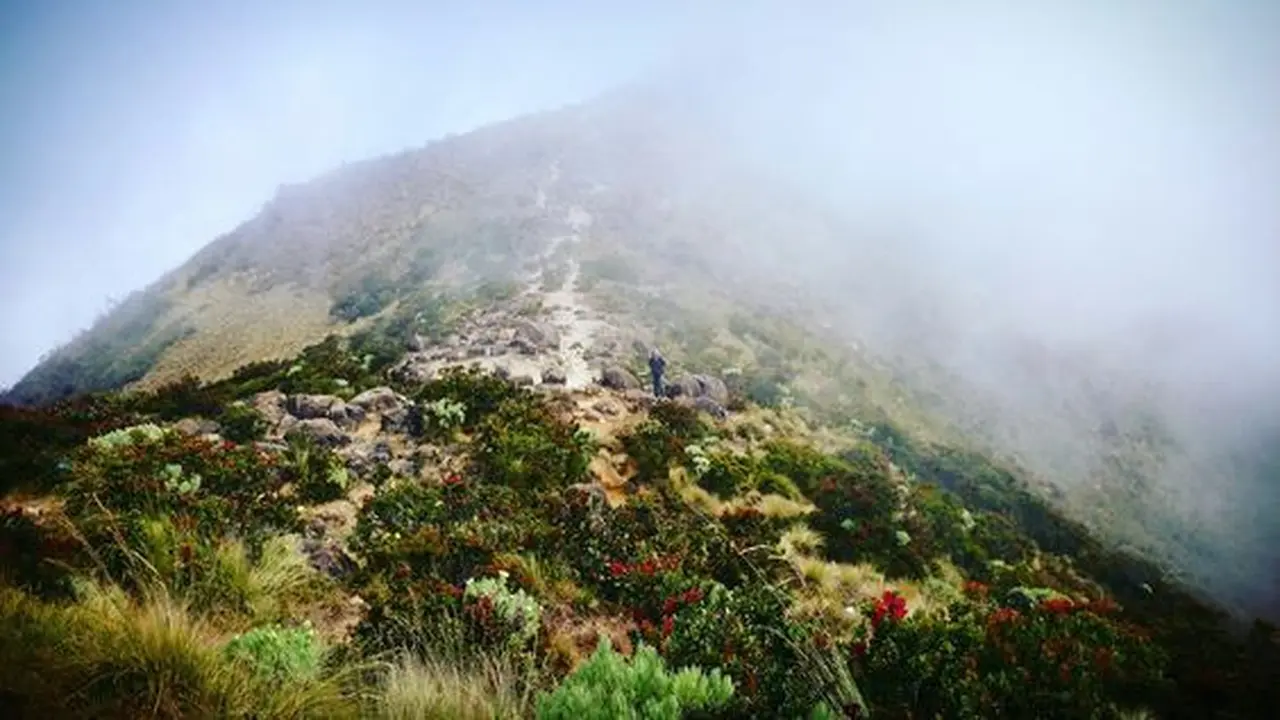 Misteri Gunung Arjuno: Pasar Setan, Hutan Alas Lali Jiwo, dan Suara Gamelan Mistis yang Menyulut Rasa Takut. (Foto : Surfakemerch)