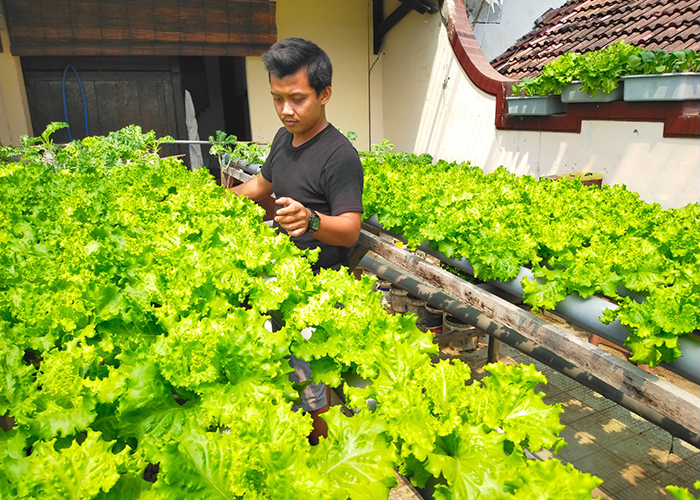 HIJAU: Ardhan Izzanul Moeniri, pembudi daya tanaman hidroponik merawat sayuran di Jalan Hos Cokroaminoto, Minggu (23/7/2023). (VIVIN AGUSTIN HARTONO/JPRM)