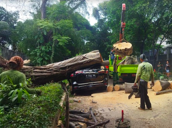 Sebuah pohon besar tumbang tak jauh dari kediaman calon presiden nomor urut 2 Prabowo Subianto. Peristiwa tersebut tepatnya terjadi di Jalan Sriwijaya 1 Rt 004/001, Selong, Kebayoran Baru, Jakarta (BP