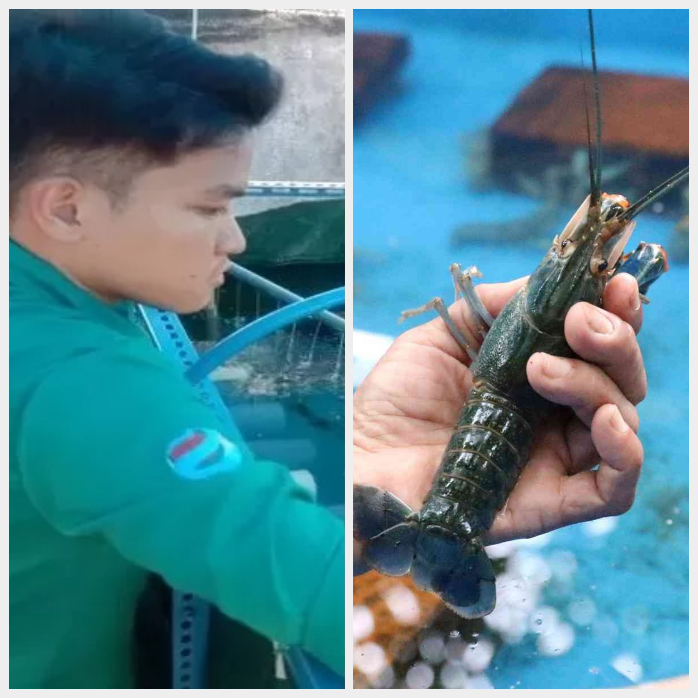 Rei Albani sukses budidaya lobster air tawar jenis red claw di kos-kosan (RAHMAT S/RADAR SURABAYA)