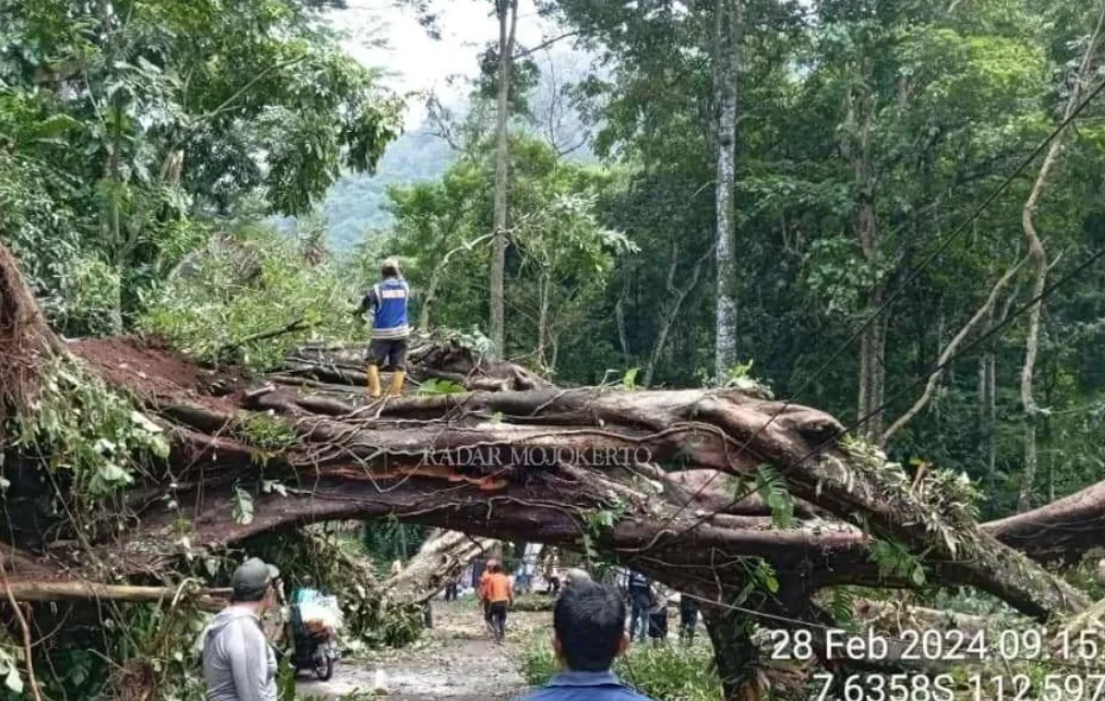 Pohon tumbang tutup jalan di Ngoro Kabupaten Mojokerto, BPBD turun tangan. ( Radar Mojokerto/JPG)
