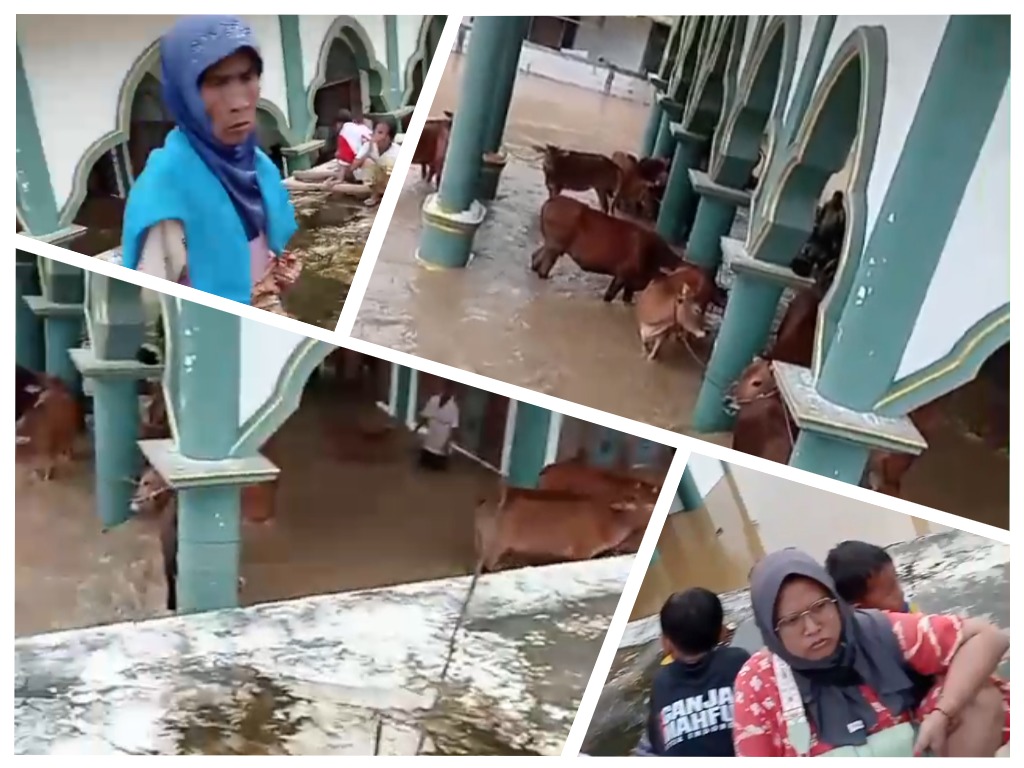 Banjir Bangkalan Bagian Timur Menyebabkan Jalan Nasional Terputus dan Ternak beserta Warga Masuk Masjid. (Kolase RadarBangkalan.id)