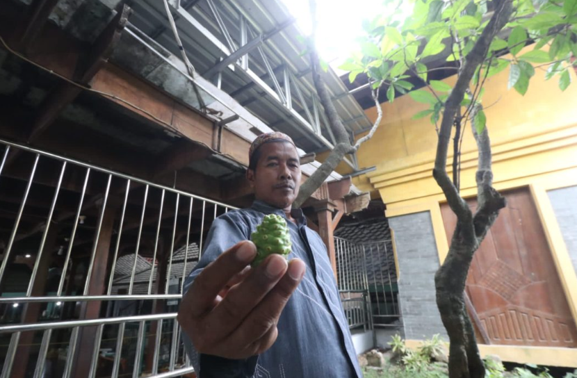 Sang juru kunci Makam Giri saat memamerkan Buah Mengkudu tanpa Biji (Foto : Chofifah/gresiksatu.com)