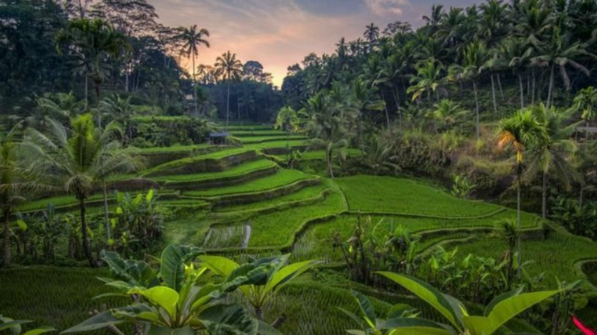 Foto Tegalalang Rice Terrace (iStock)
