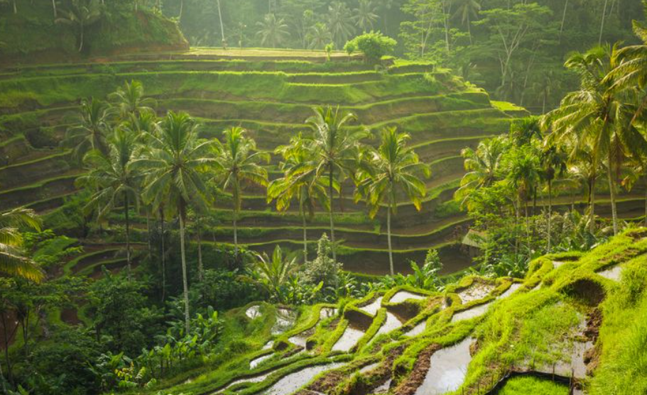 Tegallalang Rice Terrace di Bali.(SHUTTERSTOCK.com/ELENA ERMAKOVA)