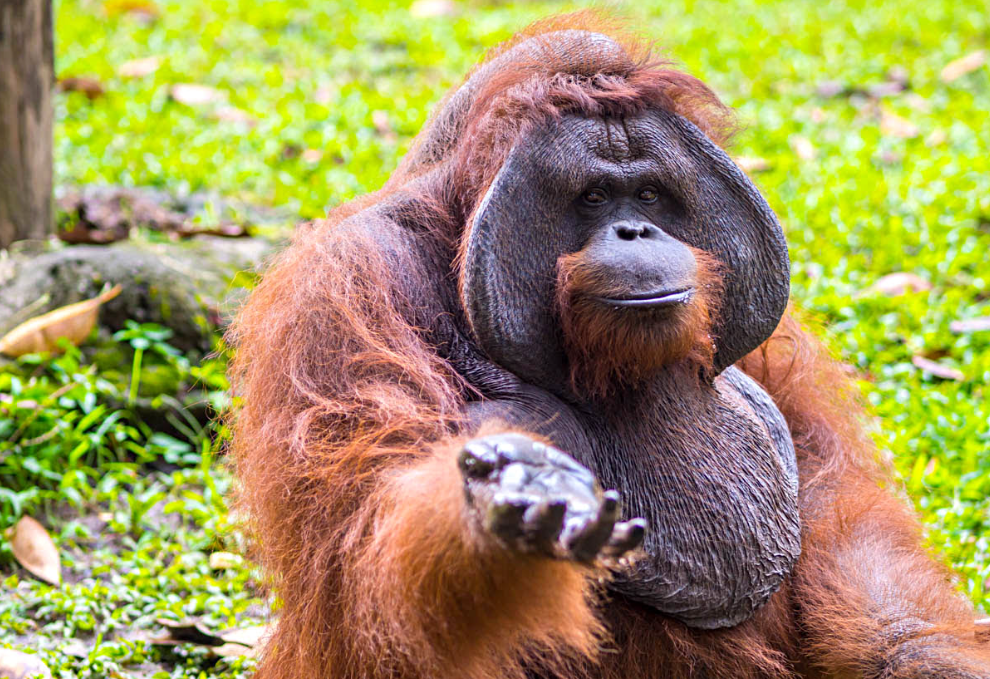 Bali Zoo