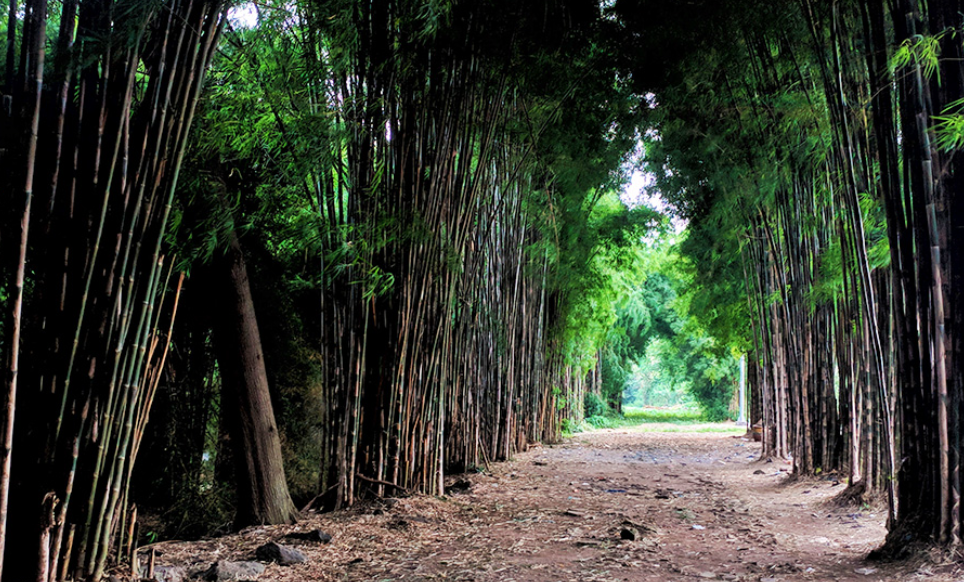 Hutan Bambu Keputih Surabaya. (Sumber Moch Fachrurrozi &ndash; Shutterstock)