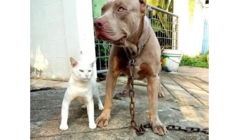 Diasuh Bareng, Kucing Ini Berlagak Anjing Pitbull. [X/@kegblgnunfaedh]