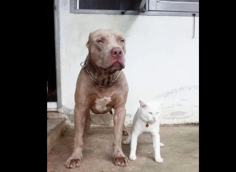 Fenomena Viral Kucing Mirip Anjing Pitbull, Diasuh Sejak Kecil