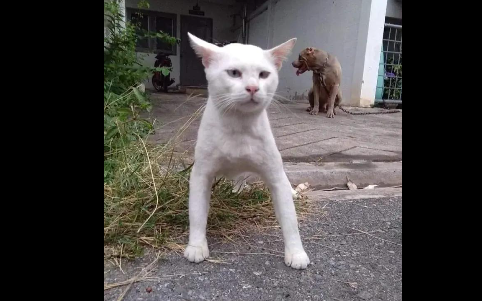 Kucing ini diasuh Pitbull sejak Kecil