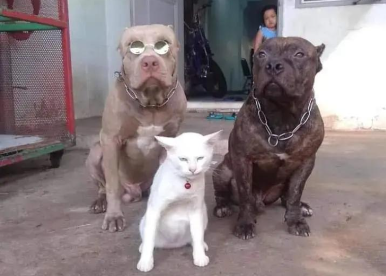Viral! "Kucing Menggonggong", Warganet: Kucing Ini Salah Pergaulan