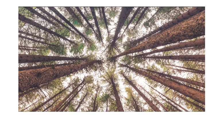 Ilustrasi pohon pinus. (Photo by Liam Pozz on Unsplash)