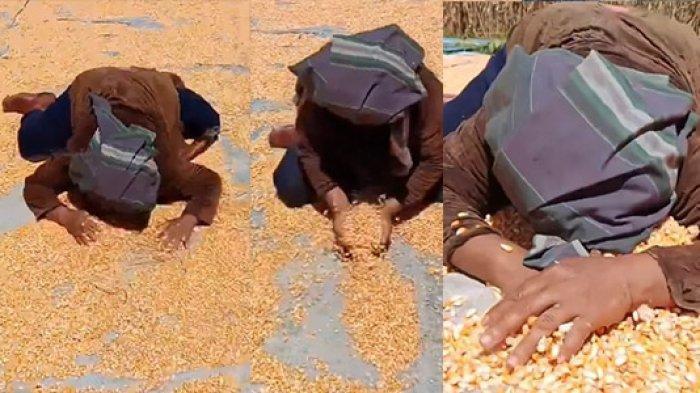 Petani jagung menangis histeris karena harga jagung anjlok.