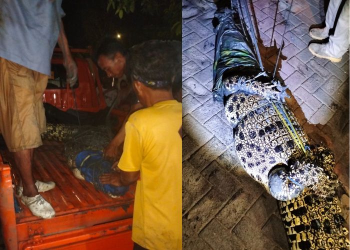 Penemuan Buaya 3 Meter di Bangkalan
