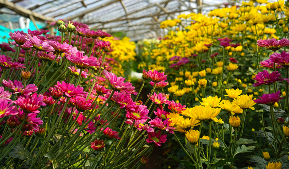 Setiya Aji Flower Farm. (Sumber Fake Hero Studio &ndash; Shutterstock)