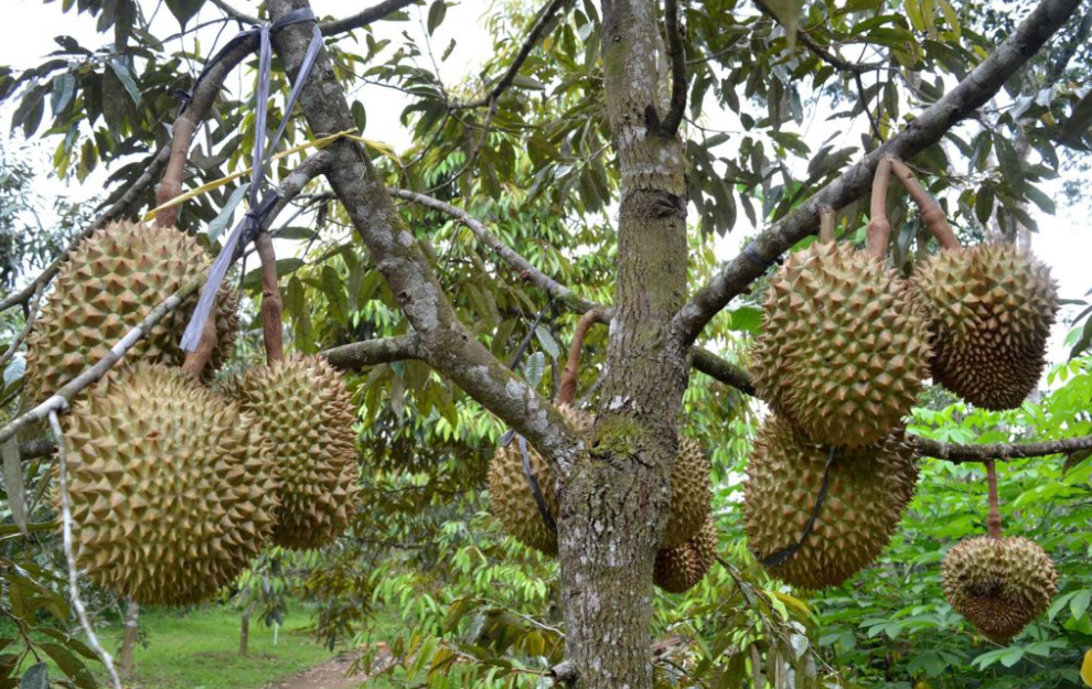 Kebun Durian Semarang Surga Bagi Pecinta Durian