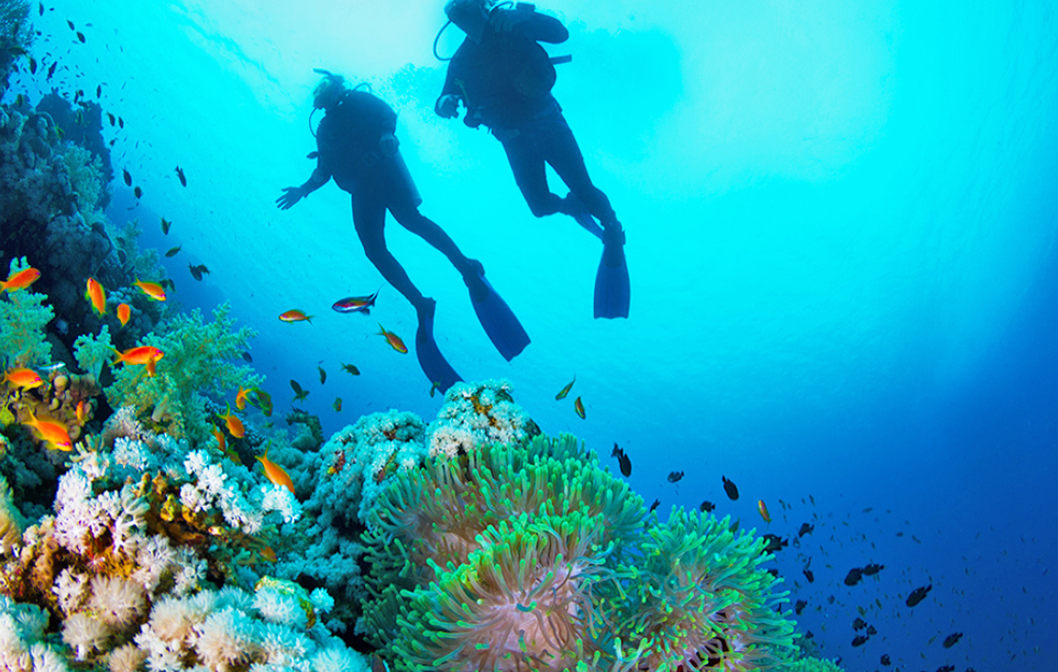 Blue coral yang langka dan indah (Underthesea &ndash; Shutterstock)