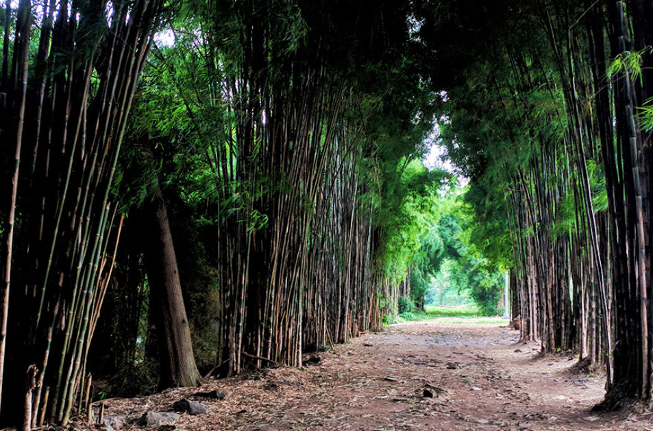 Hutan Bambu Keputih. (Sumber Moch Fachrurrozi &ndash; Shutterstock)